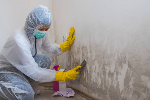 Trusted East Honolulu, HI Mold Inspection, Removal & Remediation Experts